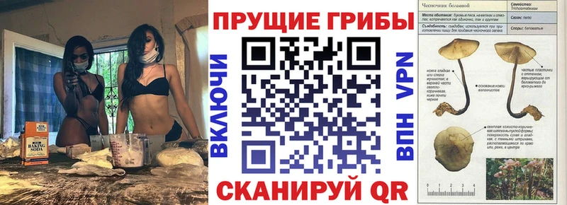 Галлюциногенные грибы MAGIC MUSHROOMS  купить наркотик  Мурино 