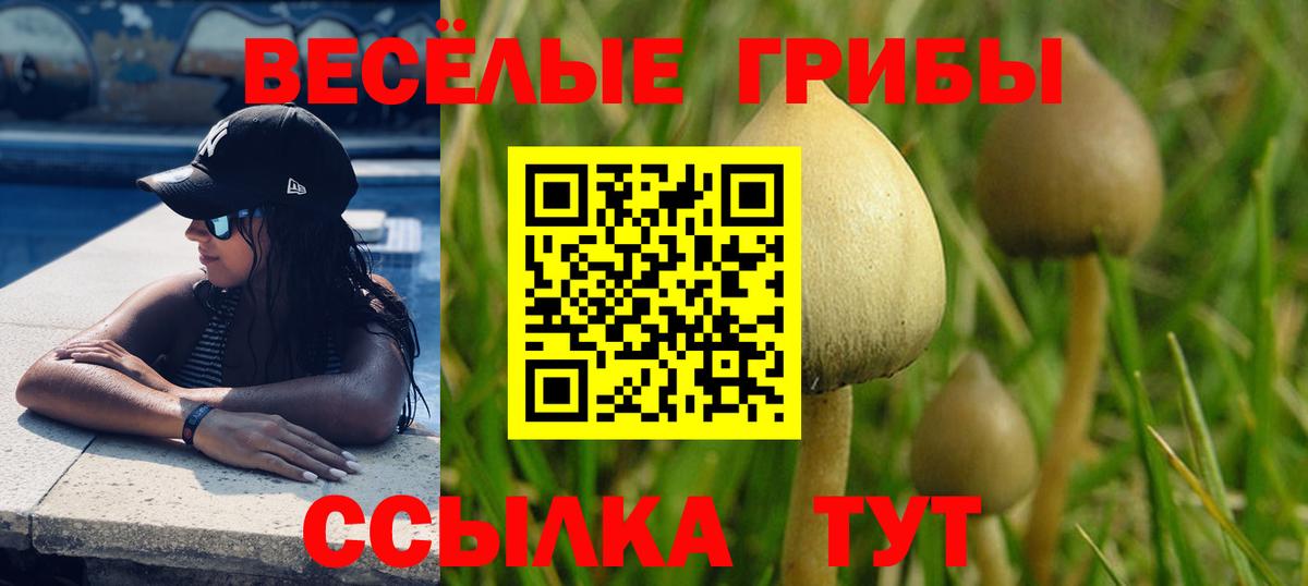 что такое   Мурино  Псилоцибиновые грибы Psilocybe 